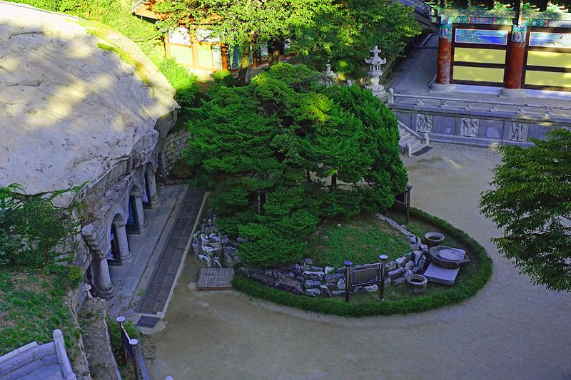 강화 보문사 향나무 사진5