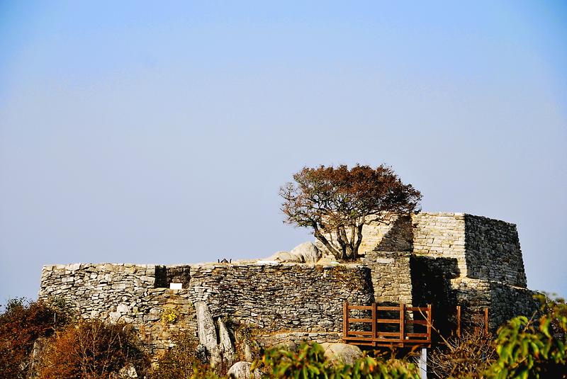 강화 참성단 소사나무 사진4