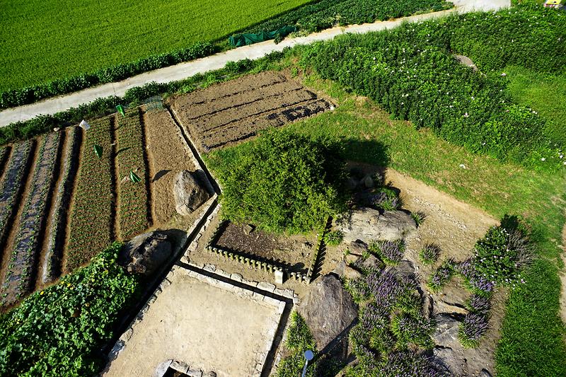 강화 사기리 탱자나무 사진5