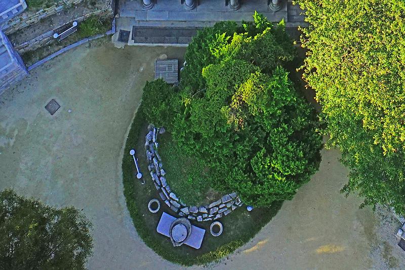 강화 보문사 향나무 사진6