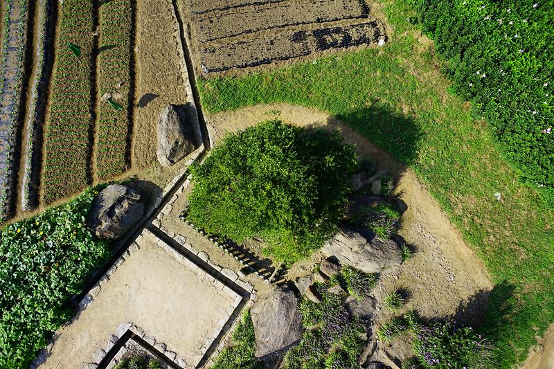 강화 사기리 탱자나무 사진6