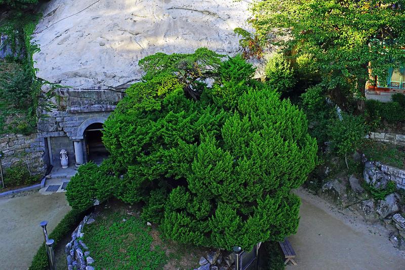 강화 보문사 향나무 사진7