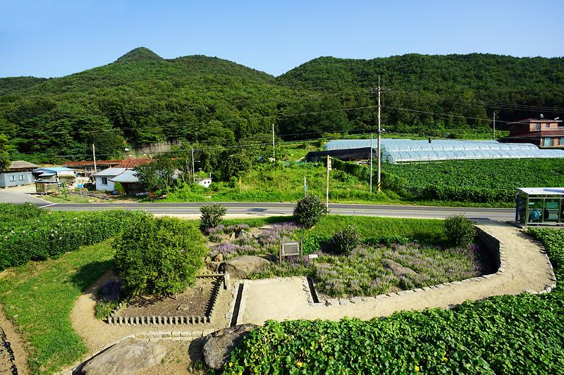 강화 사기리 탱자나무 사진7