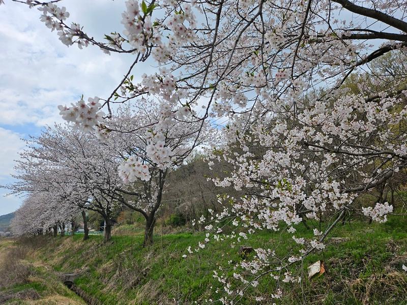 양사면 벚꽃길 사진1