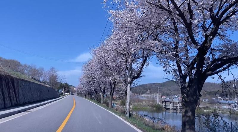 양사면 벚꽃길 사진2