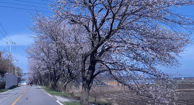 양사면 벚꽃길 사진3