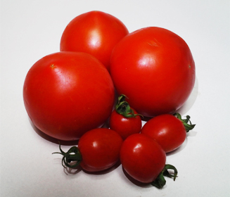 강화섬토마토 사진