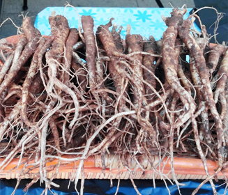 강화섬백도라지 사진