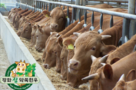 강화섬약쑥한우 사진2